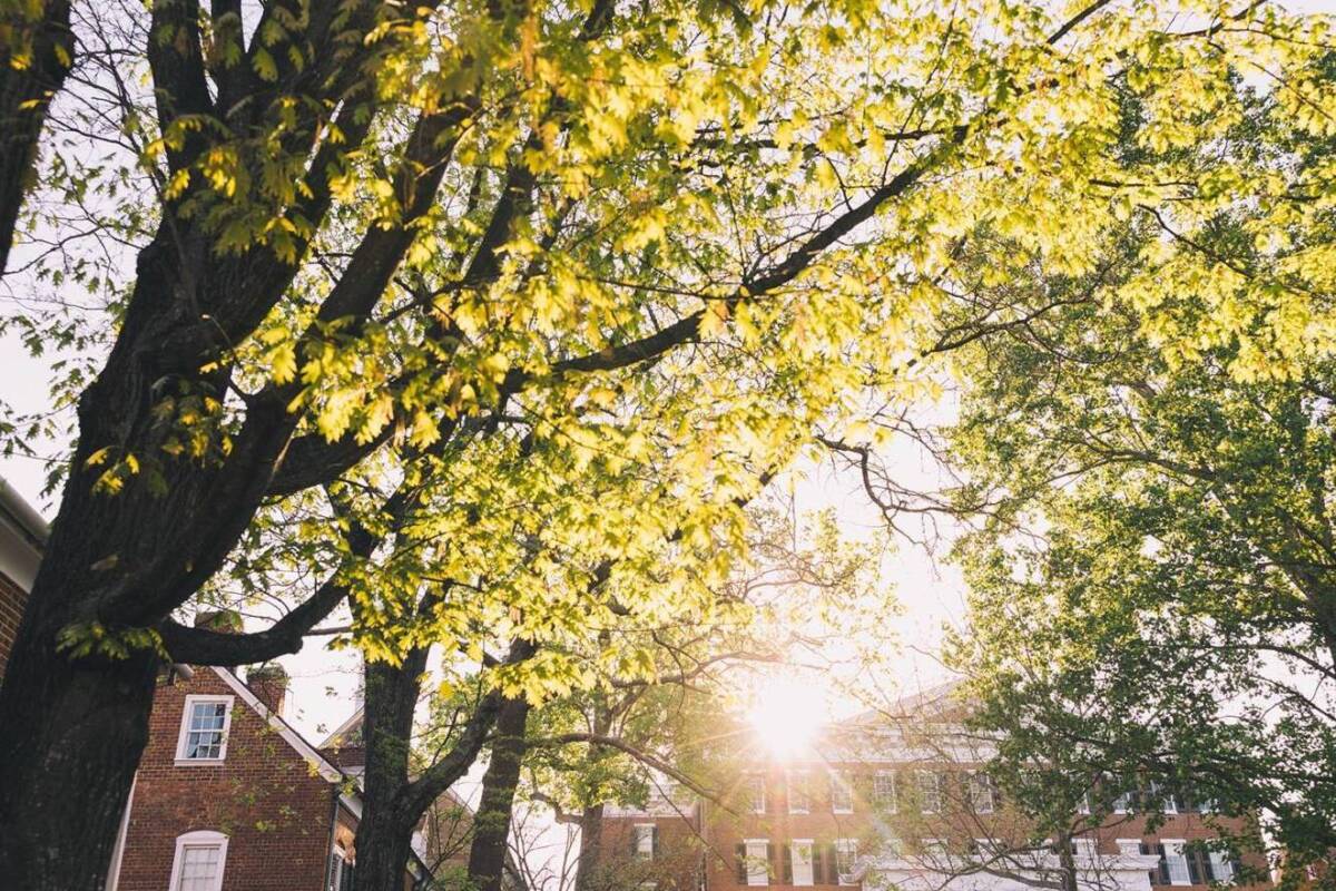 View of Salem College Campus through the trees